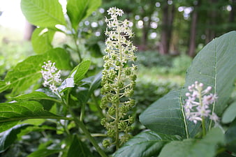Close-up of Pokeweed Flowers and Green Leaves in Summer Garden