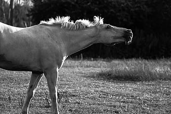 Black and white horse profile in a grassy field