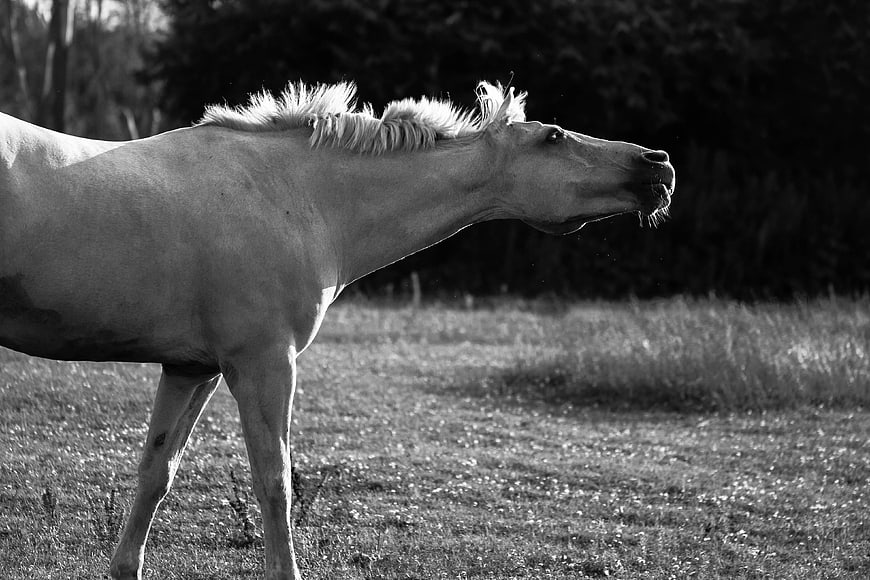 Black and white horse profile in a grassy field