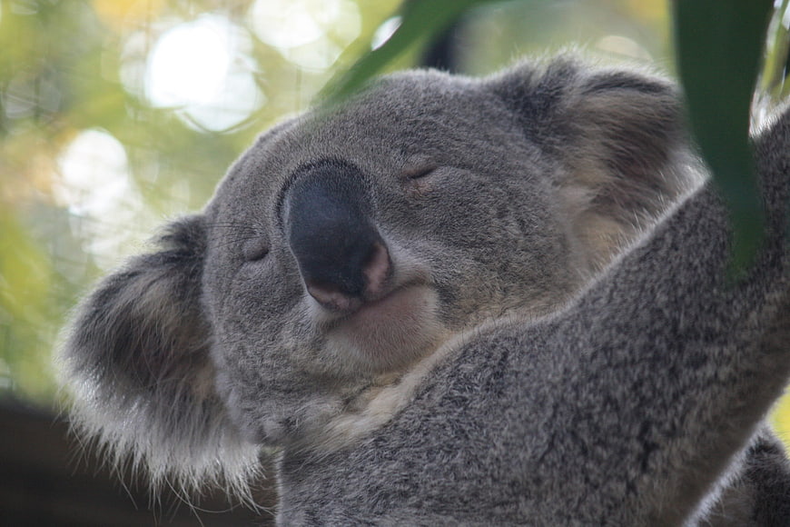 Close-up of a sleeping koala bear in a tree