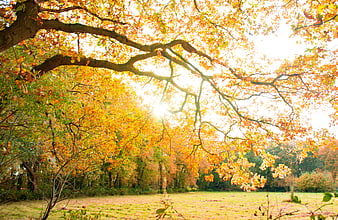 Sunlit Oak Tree with Yellow Autumn Leaves in Park