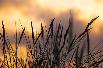 Silhouette of tall grass against golden sunset sky
