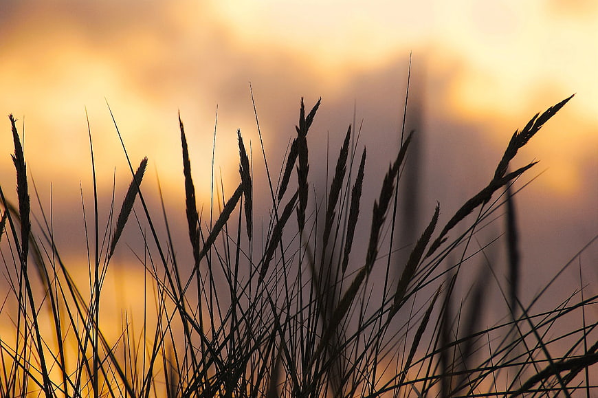 Silhouette of tall grass against golden sunset sky