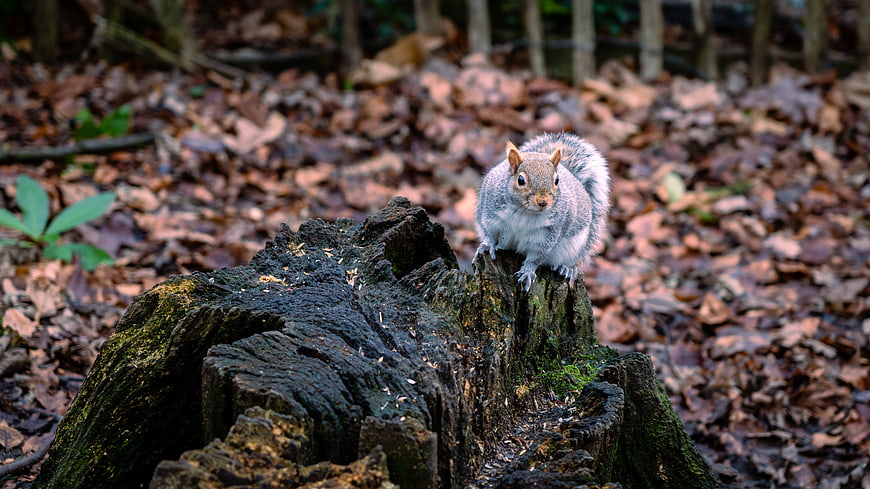 Cute Gray Squirrel Sitting on Mossy Tree Stump in Forest
