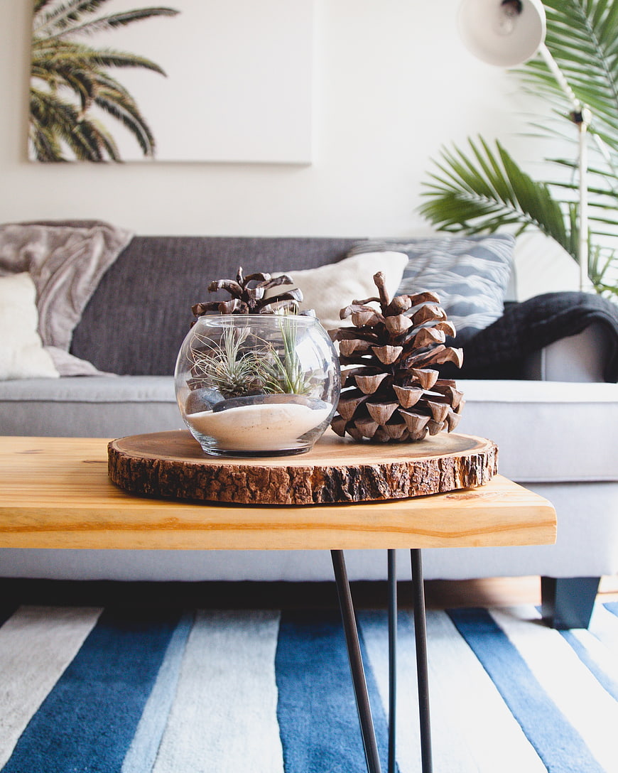 Modern Living Room Decor with Pine Cones and Air Plant