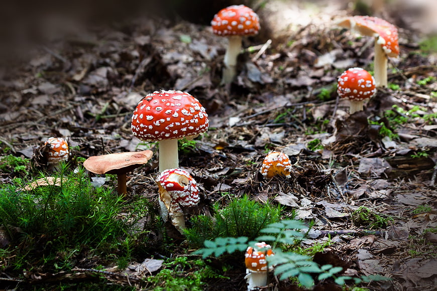 Red Fly Agaric Mushrooms Growing in Forest
