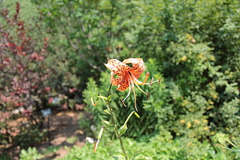 Orange Tiger Lily Flower Blooming In Green Garden