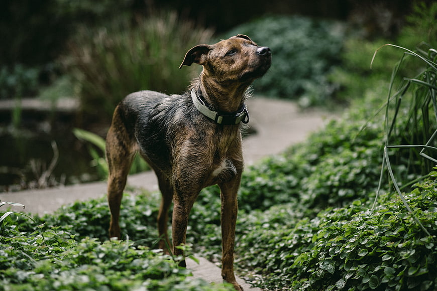 Brindle dog standing on garden path looking up