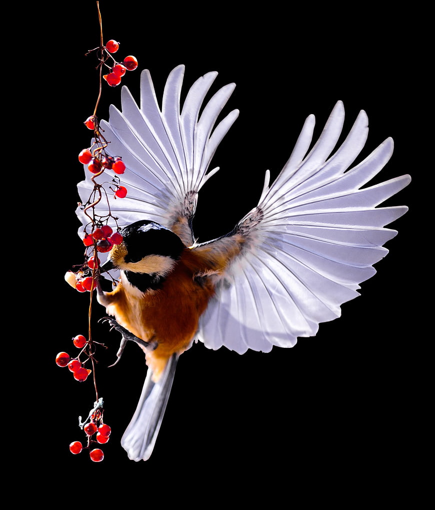 Great Tit Bird in Flight Eating Red Berries