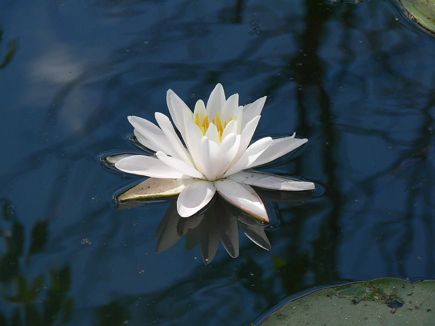 White Water Lily Floating on Dark Blue Pond Water