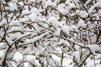 Snow-covered branches and leaves in winter close-up