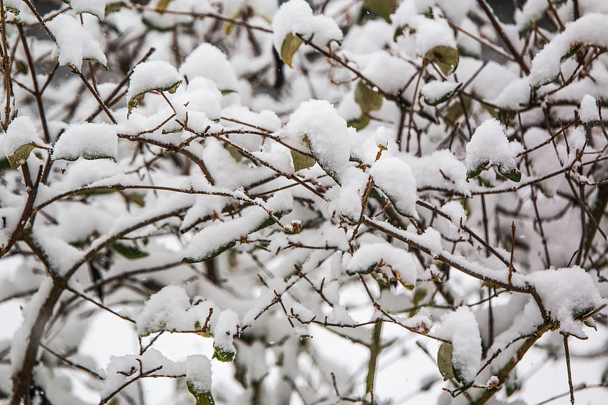 Snow-covered branches and leaves in winter close-up
