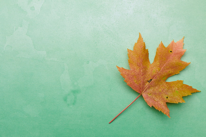 Autumn Maple Leaf on Mint Green Textured Background
