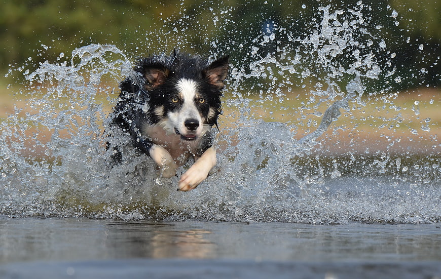 Energetic Border Collie Running Through Shallow Water