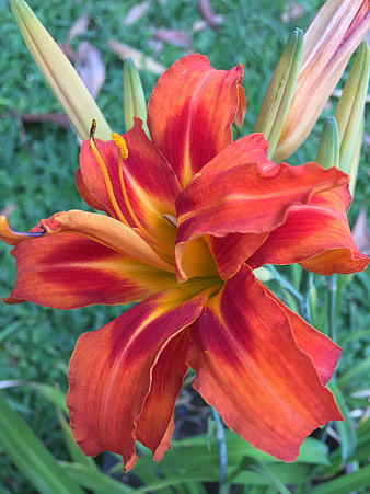 Vibrant Orange Daylily Flower Close-Up in Garden