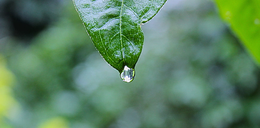 Close-up of water droplet on green leaf tip
