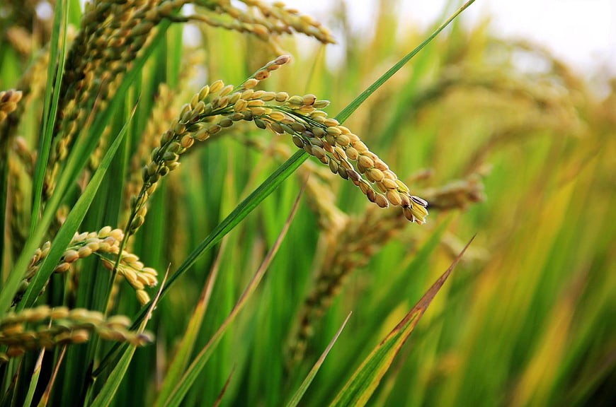 Close-up of Golden Rice Ears in a Lush Green Field