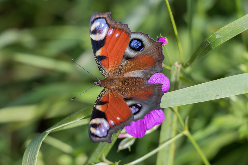 Peacock butterfly on purple flower in green meadow