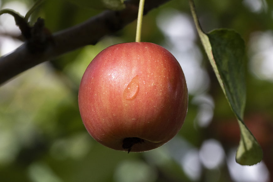 Close-up of a red apple hanging on a tree branch