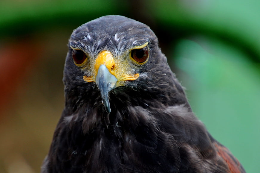 Close-up portrait of a Harris Hawk with intense gaze