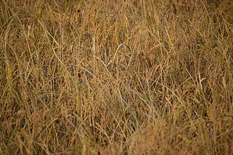 Close-up of golden ripe rice paddy field ready for harvest
