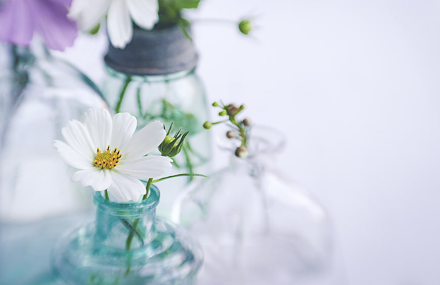White Cosmos Flower in Blue Glass Vase with Copy Space