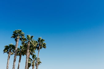 Tall Palm Trees Against Clear Blue Sky