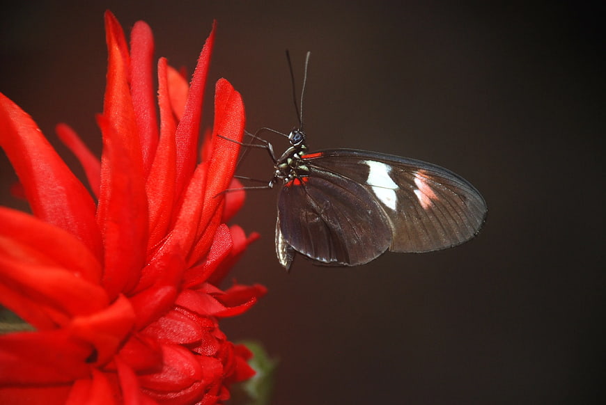 Black and White Butterfly on Vibrant Red Flower