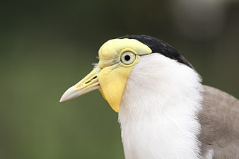 Close-up portrait of a Masked Lapwing bird head