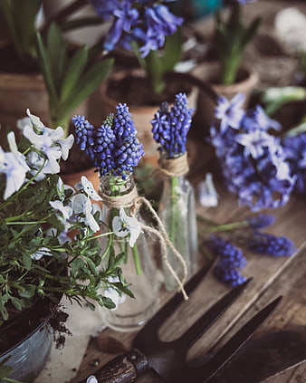 Rustic spring flowers in glass bottles with gardening tools
