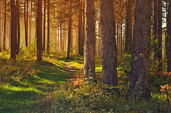 Sunlit Pine Forest Path With Tall Tree Trunks And Green Undergrowth