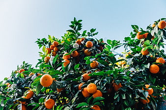 Ripe Oranges on Tree Branches Against Blue Sky