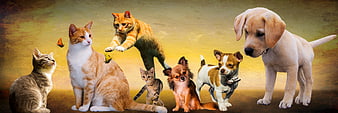 Cute cats and dogs photomontage with butterflies