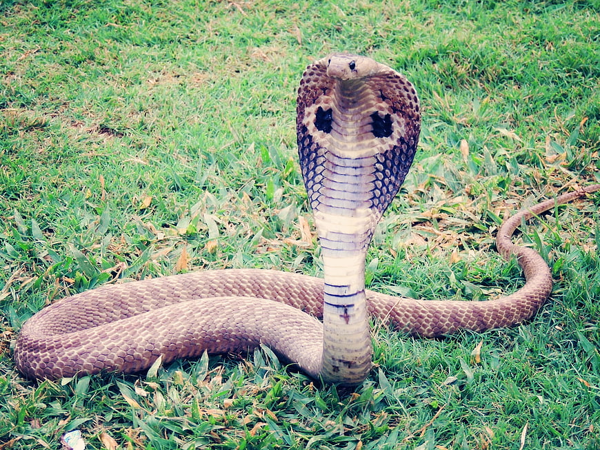 King Cobra in Defensive Hooded Posture on Grass