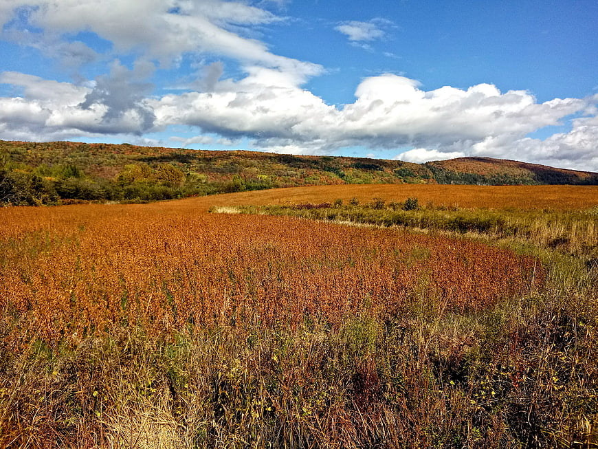 Golden autumn field with rolling hills and blue sky