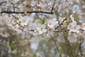 White Cherry Blossoms on Branch with Soft Bokeh Background