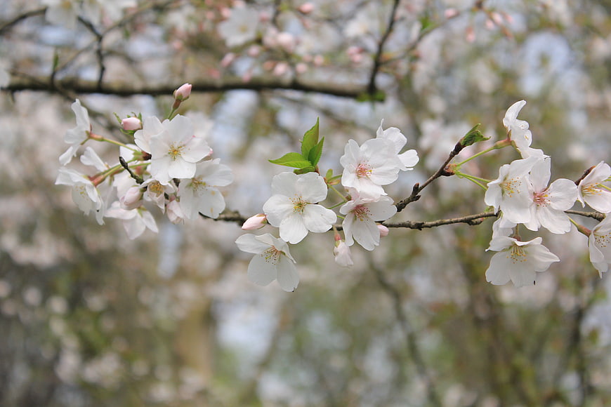 White Cherry Blossoms on Branch with Soft Bokeh Background