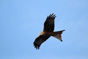 Red Kite Soaring Against Clear Blue Sky