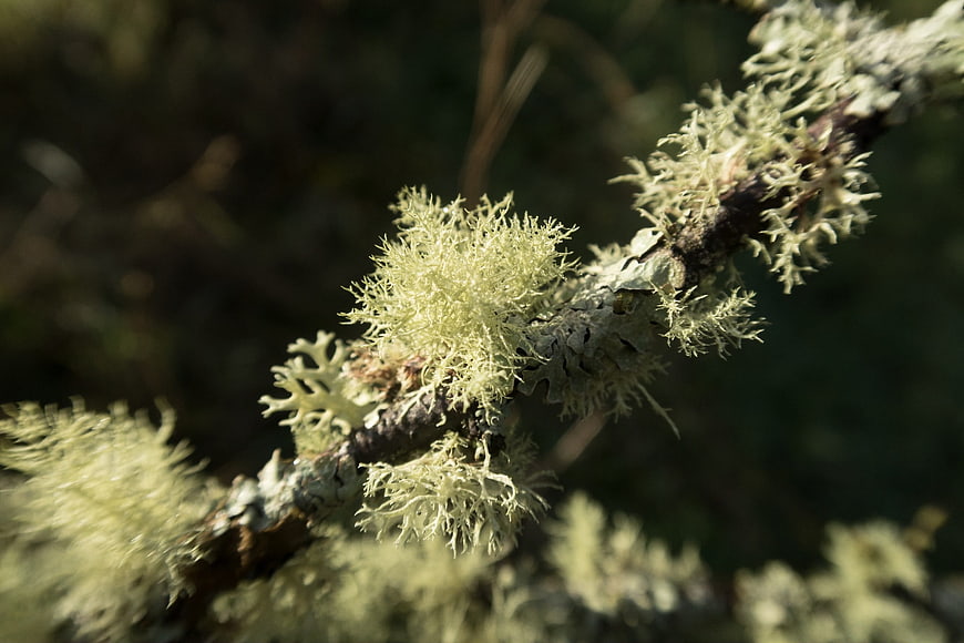 Close-up of pale green lichen growing on a tree branch