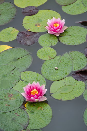 Pink Water Lilies on Green Lily Pads in Pond