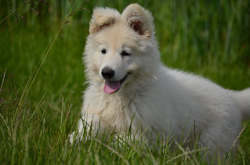 Cute fluffy white puppy lying in green grass