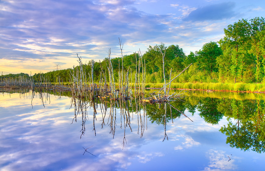 Serene Lake Reflection with Dead Trees and Green Forest