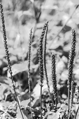 Black and white close-up of tall plant stalks in nature