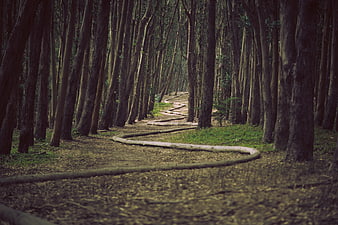 Winding irrigation pipe through dense eucalyptus forest