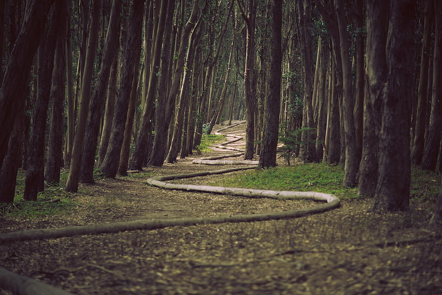 Winding irrigation pipe through dense eucalyptus forest
