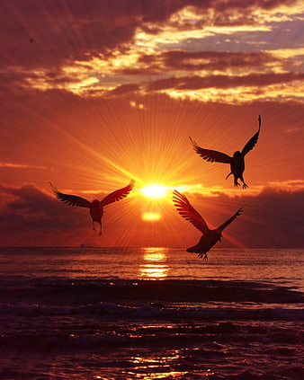 Three Birds Silhouetted Against Vibrant Orange Ocean Sunset