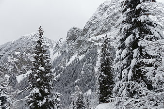 Snow-covered pine trees and rugged mountain peaks in winter