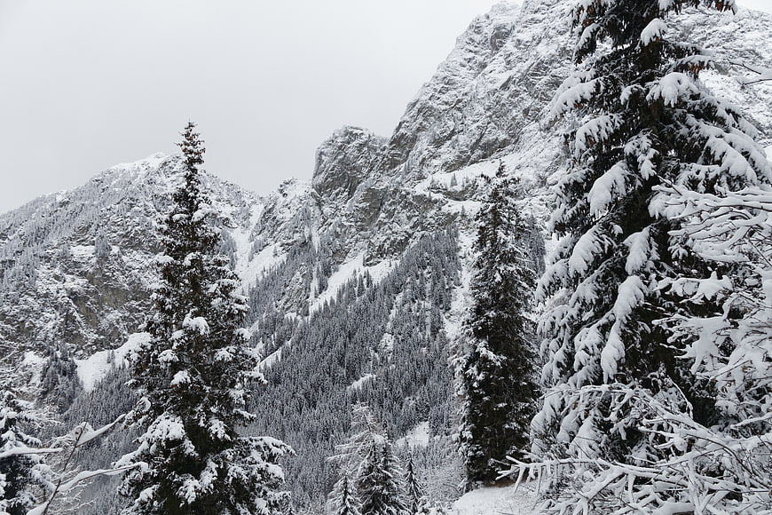 Snow-covered pine trees and rugged mountain peaks in winter