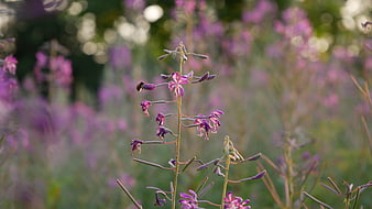 Close-up of purple willowherb flowers in a meadow