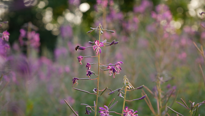 Close-up of purple willowherb flowers in a meadow